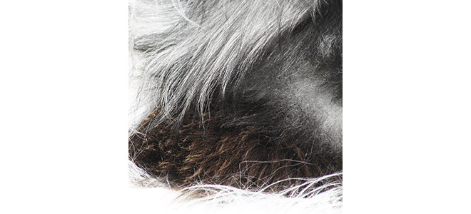 SHEEP SKINS EEC origin Natural colors or dyed Long or Short hairs